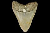 Bargain, Fossil Megalodon Tooth - North Carolina #124662-2